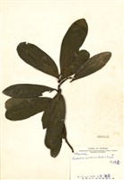 Gordonia axillaris Collection Image, Figure 1, Total 3 Figures